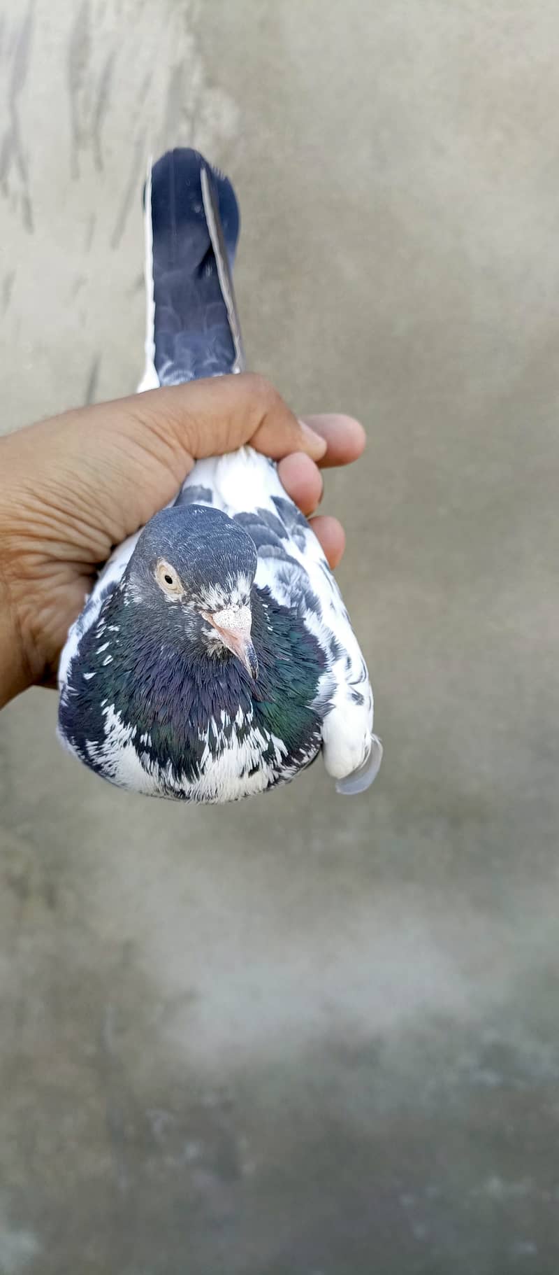 teddy pigeon pair For sale in wah cantt 9