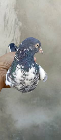 teddy female For sale in wah cantt