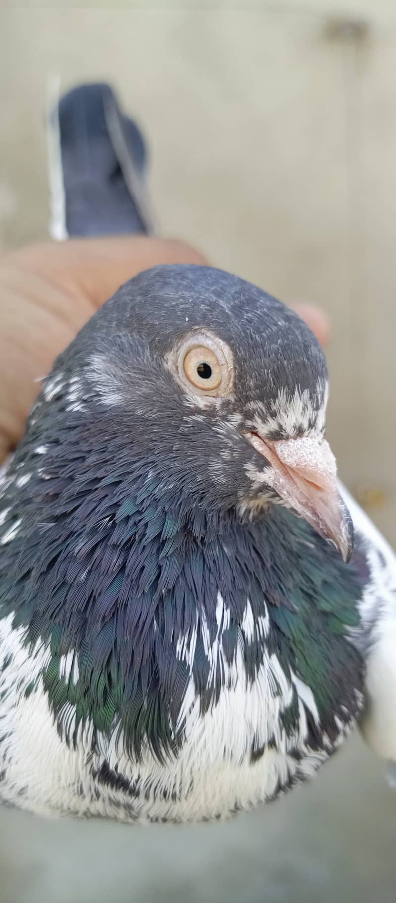 teddy pigeon pair For sale in wah cantt 11