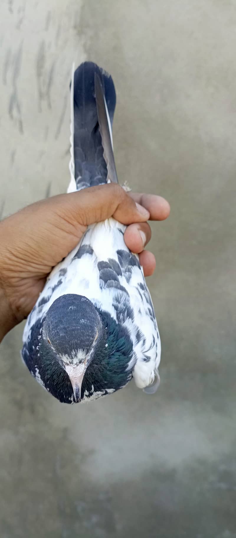 teddy pigeon pair For sale in wah cantt 12