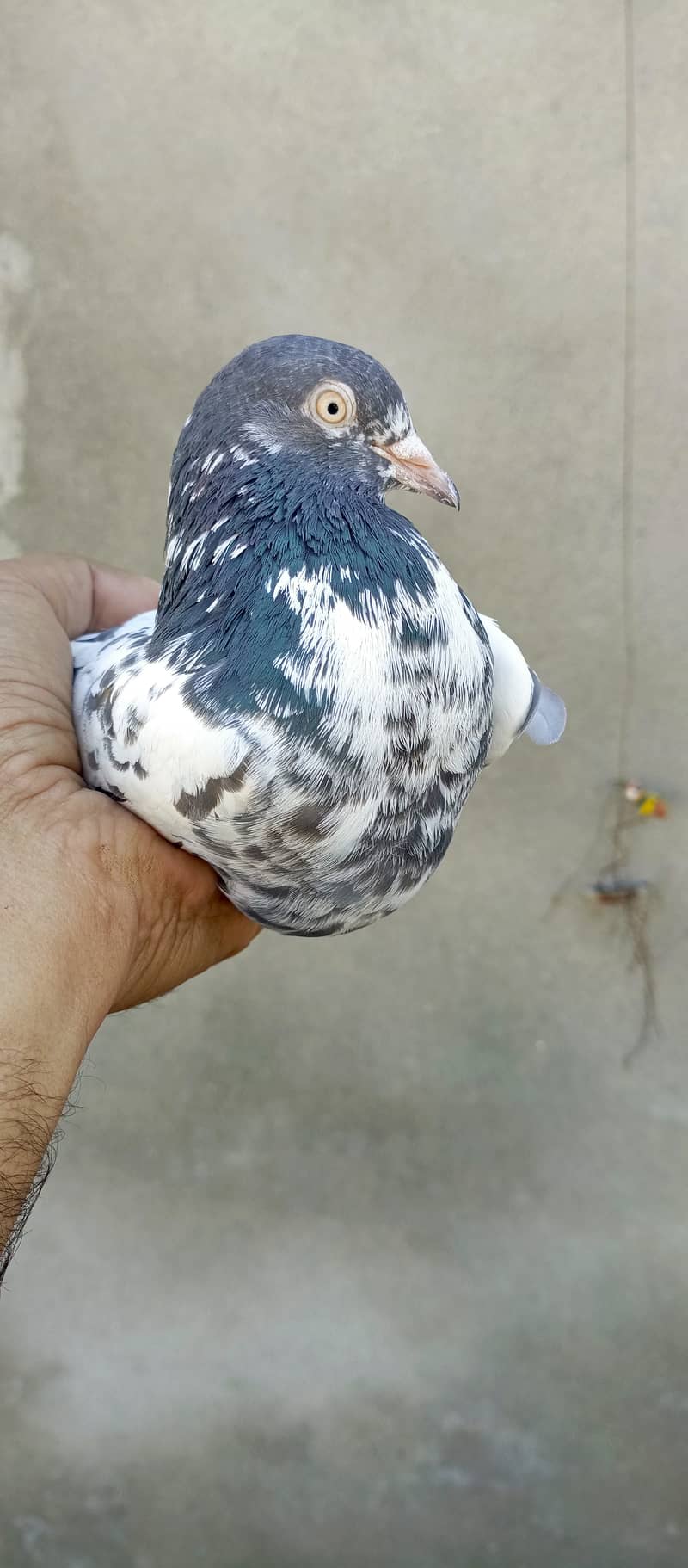 teddy pigeon pair For sale in wah cantt 13