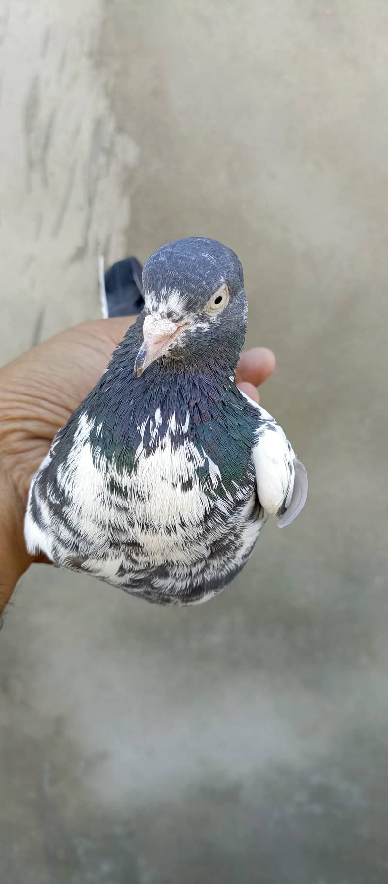 teddy pigeon pair For sale in wah cantt 14