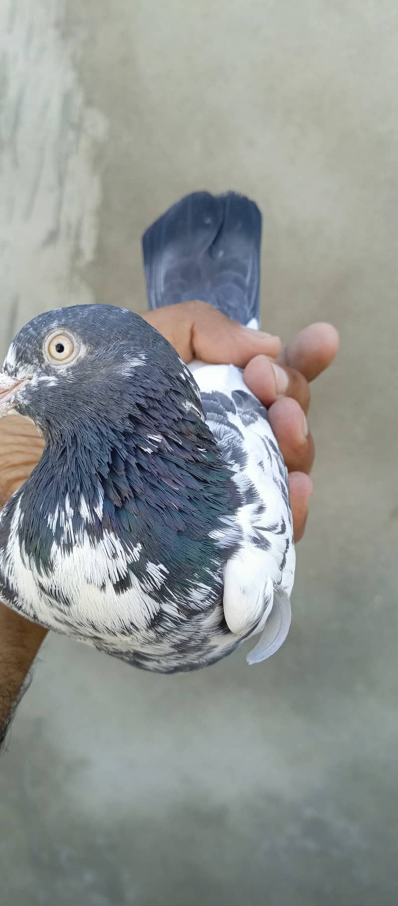 teddy pigeon pair For sale in wah cantt 15