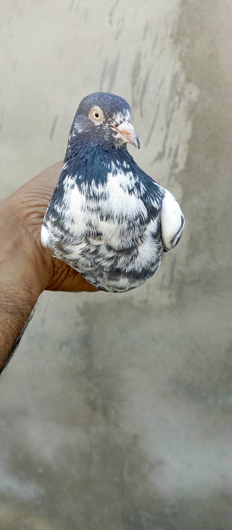 teddy pigeon pair For sale in wah cantt 16