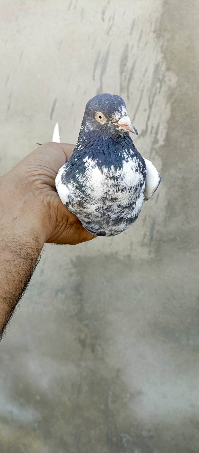 teddy pigeon pair For sale in wah cantt 17