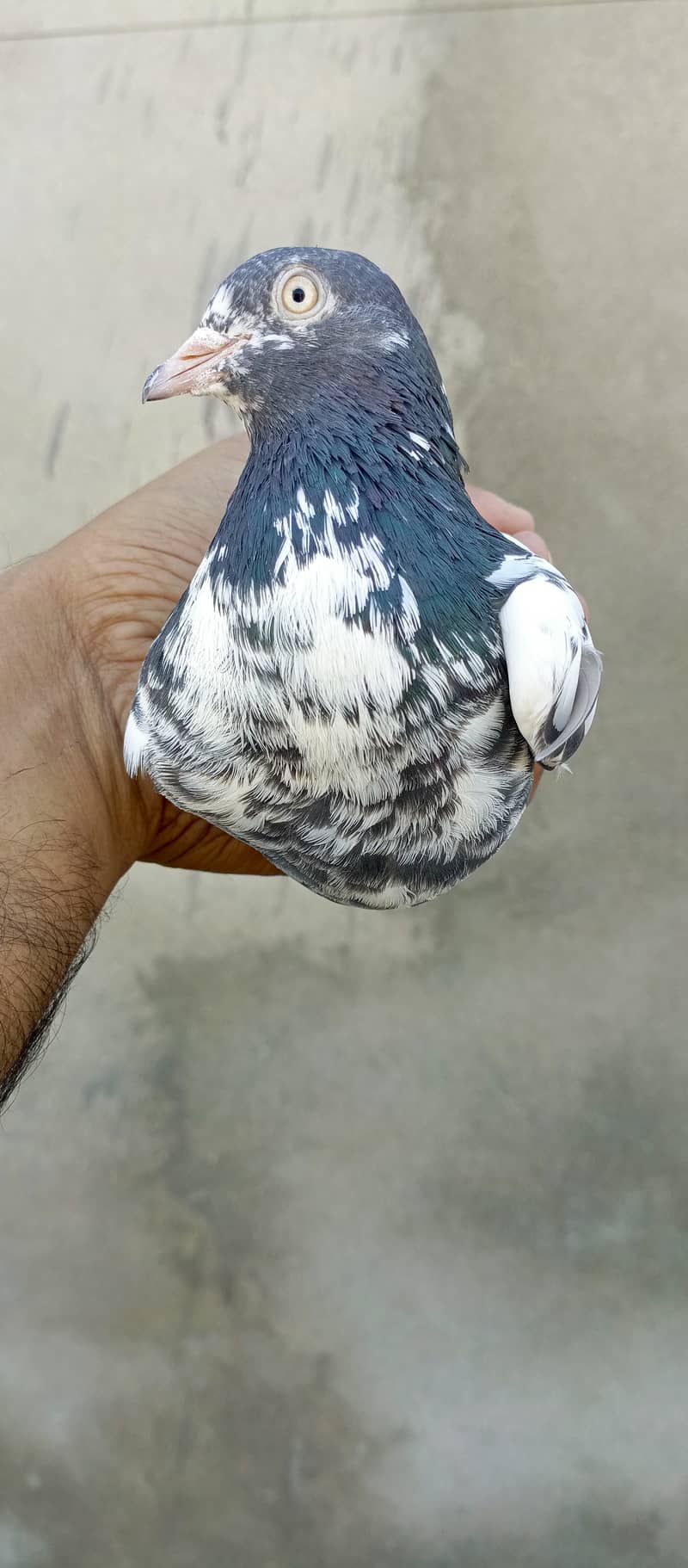 teddy pigeon pair For sale in wah cantt 18