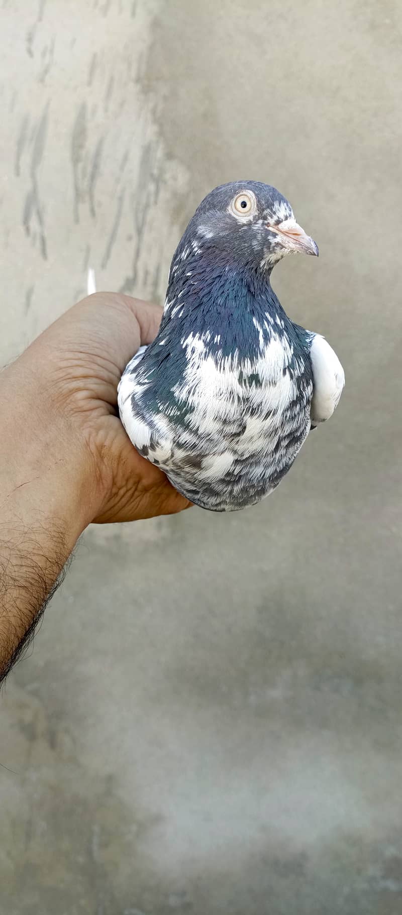 teddy pigeon pair For sale in wah cantt 19