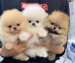 Pomeranian puppies 03361777030