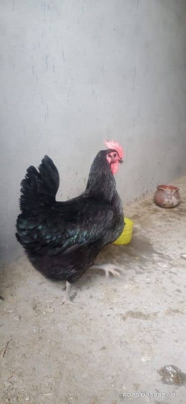 Australorp F1 home breed for sale 2