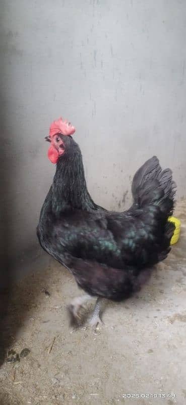 Australorp F1 home breed for sale 3