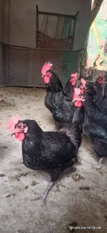 Australorp F1 home breed for sale 5