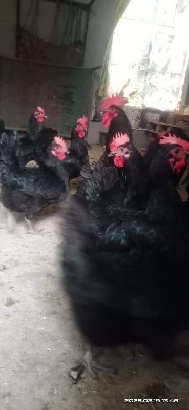 Australorp F1 home breed for sale 6