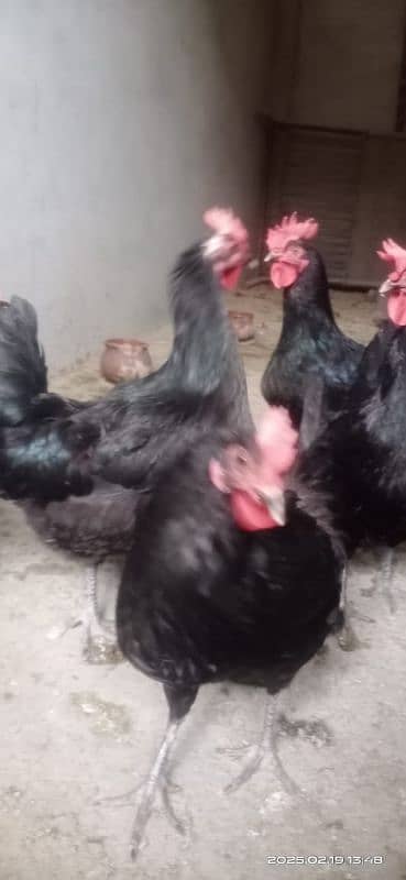 Australorp F1 home breed for sale 7