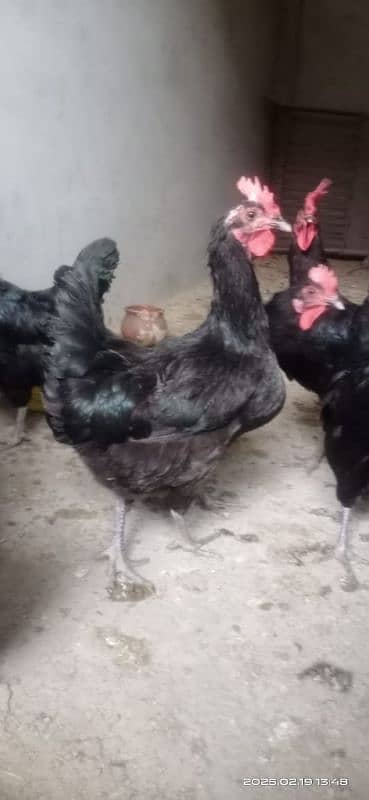 Australorp F1 home breed for sale 8