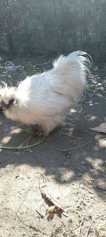 fancy hen for sale 2