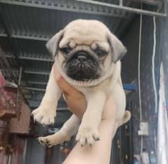 pug