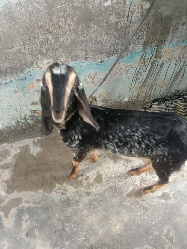 10 month dasi bakri for sale 0