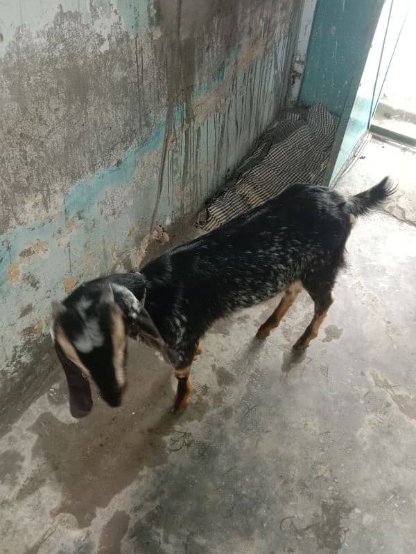 10 month dasi bakri for sale 2