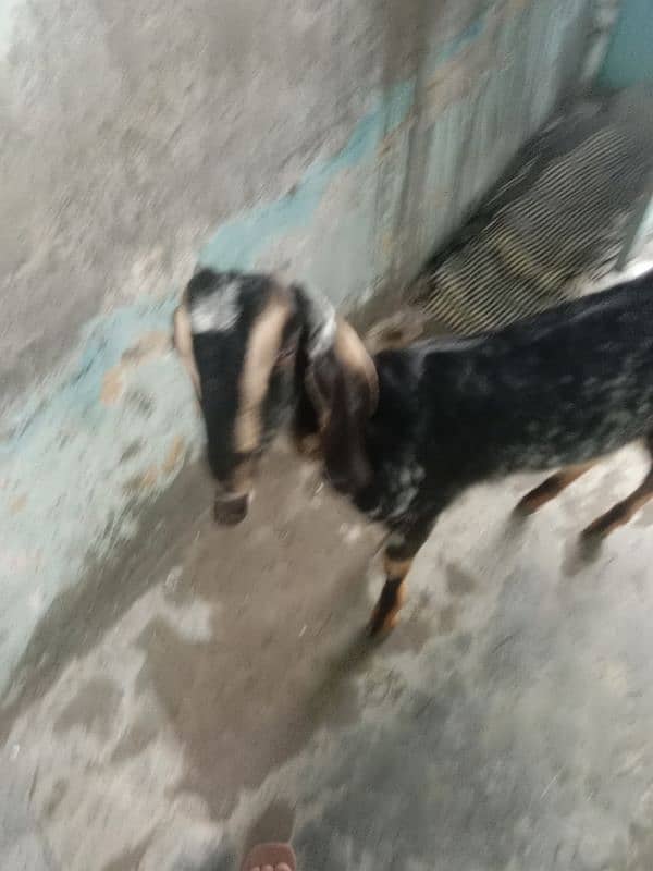 10 month dasi bakri for sale 3