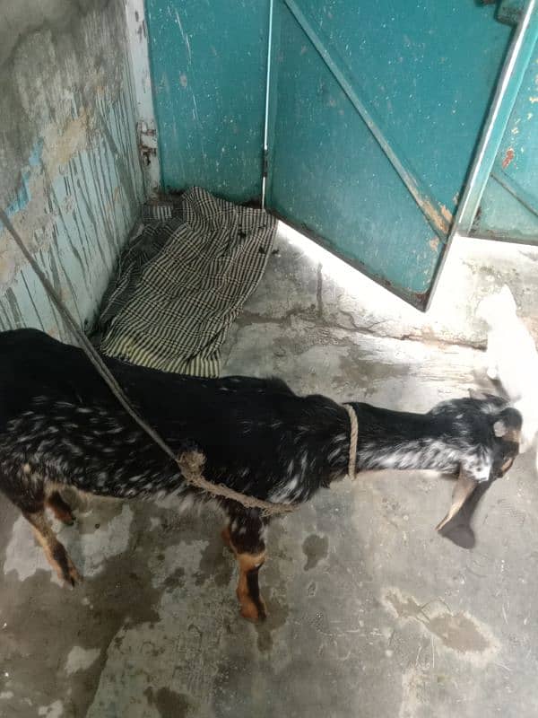 10 month dasi bakri for sale 4