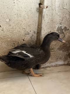 black rare color duck for sale in Karachi