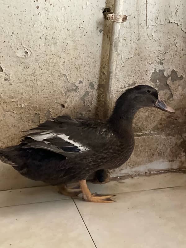 black rare color duck for sale in Karachi 0