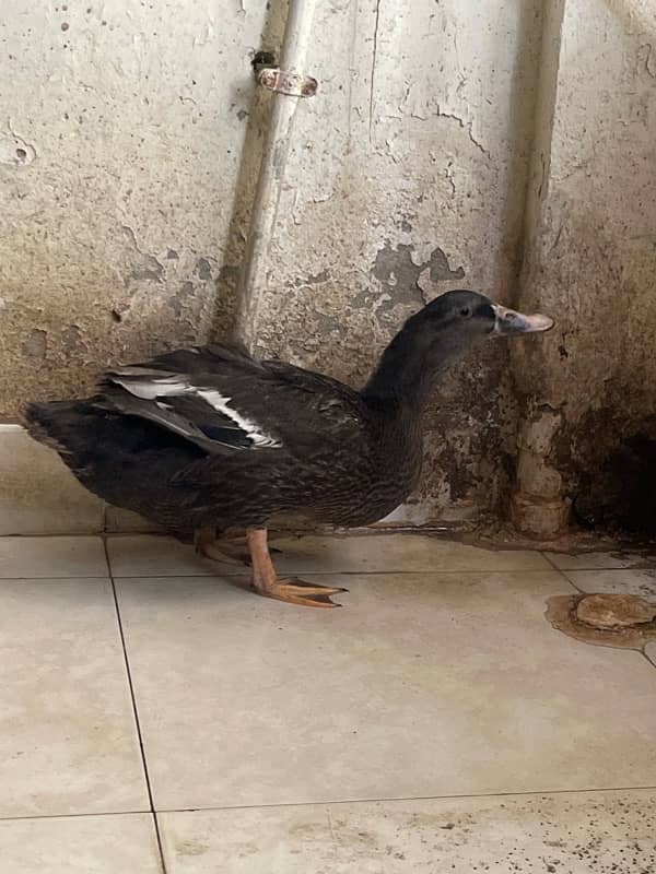 black rare color duck for sale in Karachi 1