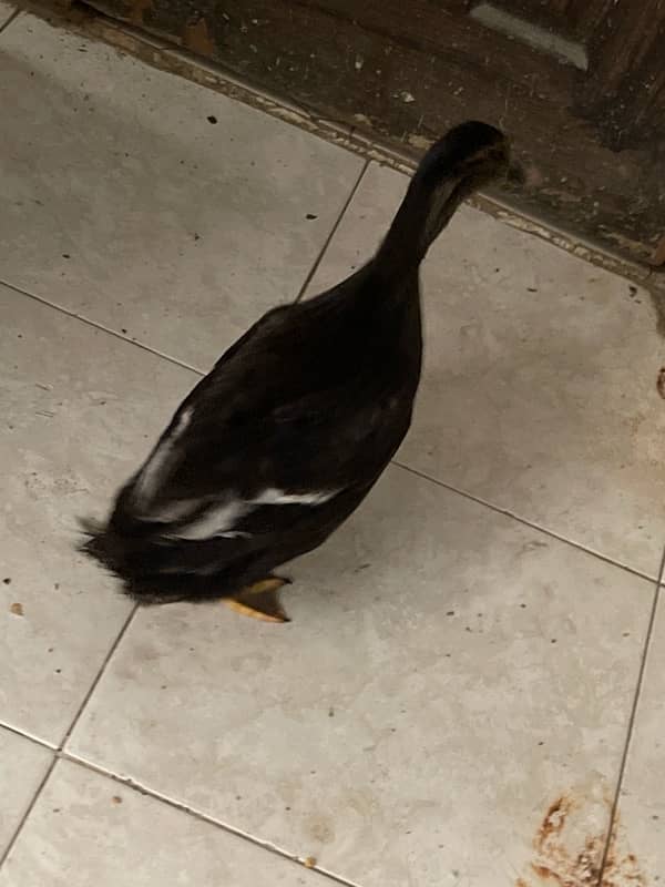 black rare color duck for sale in Karachi 2