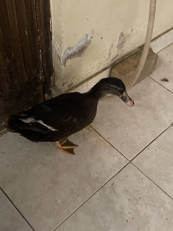 black rare color duck for sale in Karachi 3