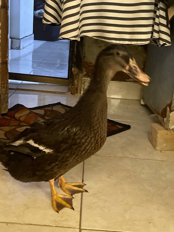 black rare color duck for sale in Karachi 4