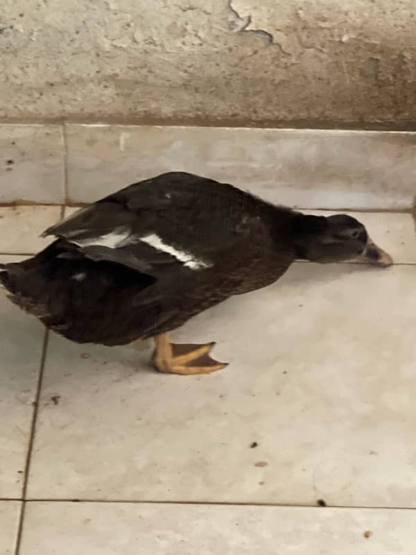 black rare color duck for sale in Karachi 5