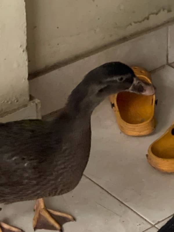 black rare color duck for sale in Karachi 7