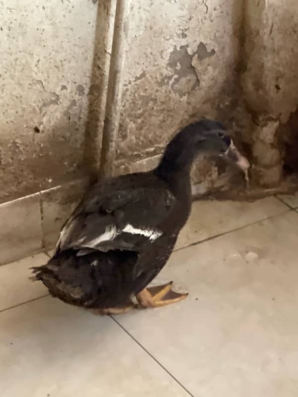 black rare color duck for sale in Karachi 8