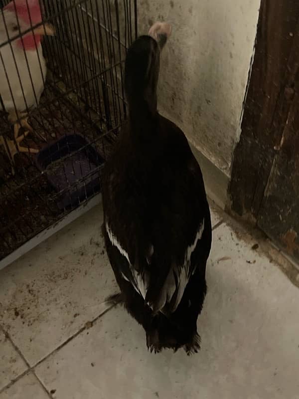 black rare color duck for sale in Karachi 10