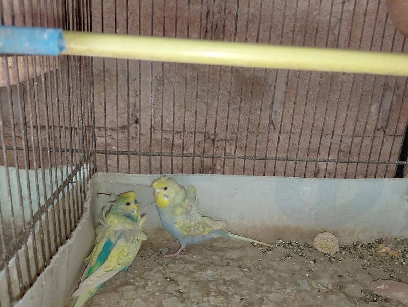 Hogoromo/hogo,fellow,rainbow,spengal budgie,bajri 2