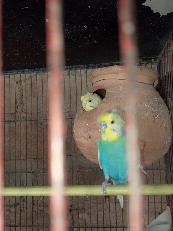 Hogoromo/hogo,fellow,rainbow,spengal budgie,bajri 3