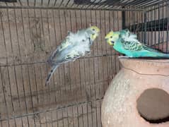 Hogoromo/hogo,rainbow,spengal budgie,bajri