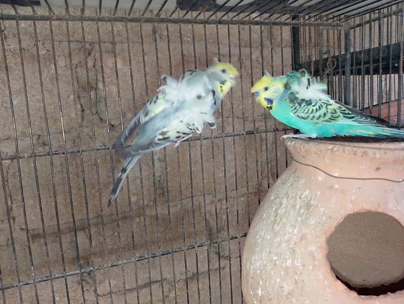 Hogoromo/hogo,fellow,rainbow,spengal budgie,bajri 4