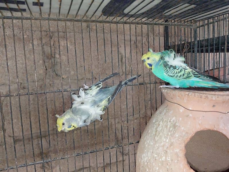 Hogoromo/hogo,fellow,rainbow,spengal budgie,bajri 5