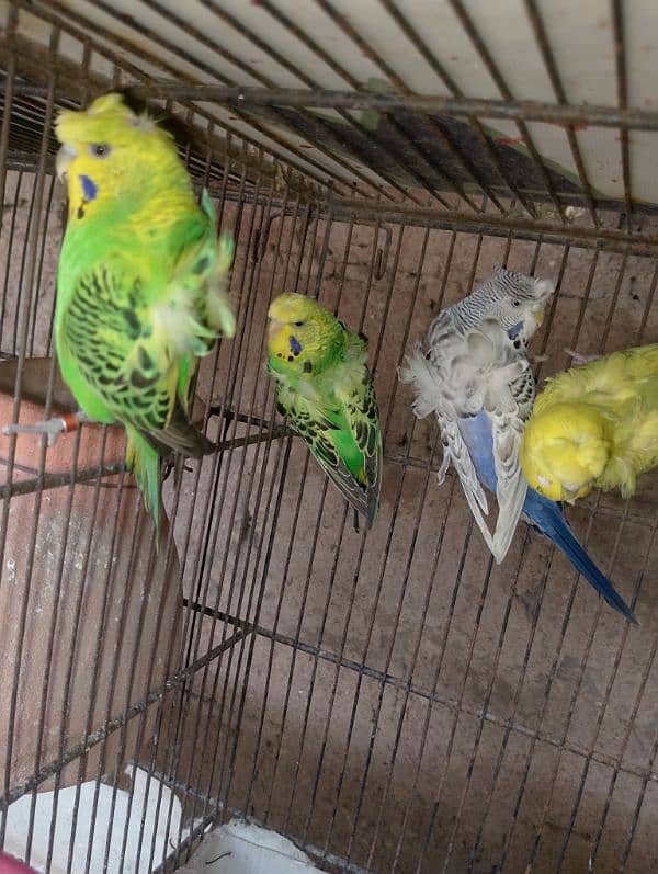 Hogoromo/hogo,fellow,rainbow,spengal budgie,bajri 12