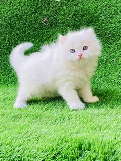 parsian 3rpl coat female kitten