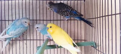 budgies