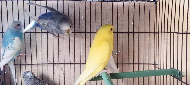 budgies adult | budgies pathy | Australian parrots 1