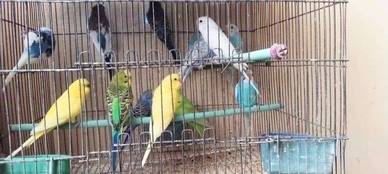 budgies adult | budgies pathy | Australian parrots 2