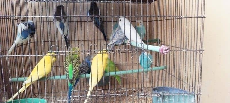 budgies adult | budgies pathy | Australian parrots 3