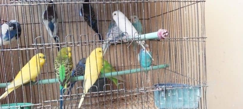 budgies adult | budgies pathy | Australian parrots 4