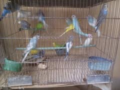 budgies