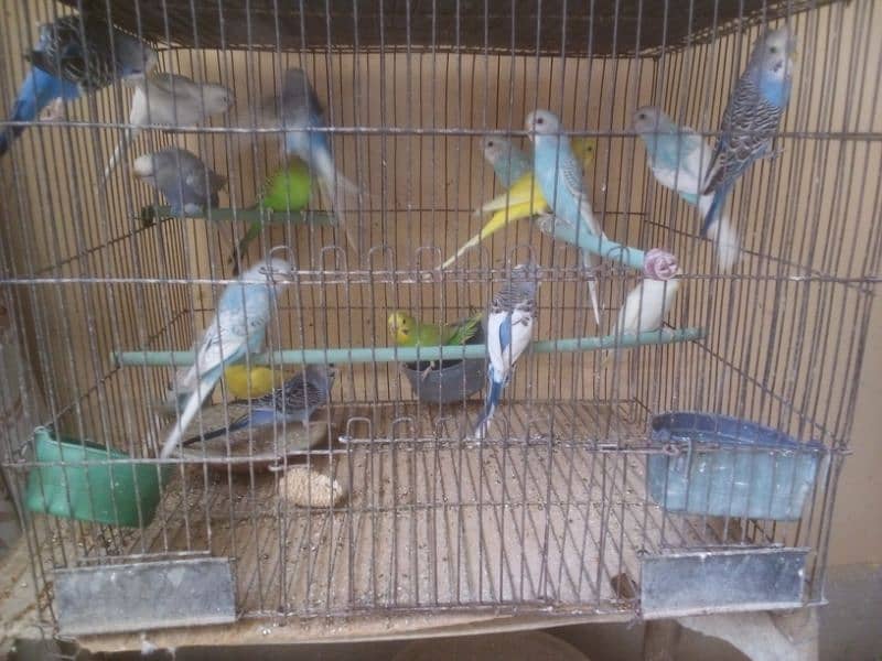 budgies adult | budgies pathy | Australian parrots 5