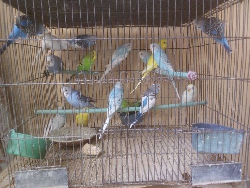 budgies adult | budgies pathy | Australian parrots 6