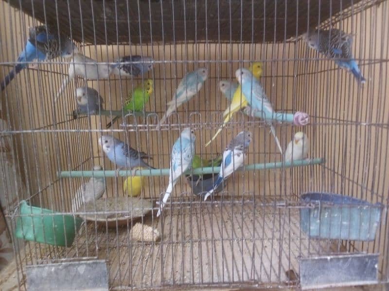 budgies adult | budgies pathy | Australian parrots 7